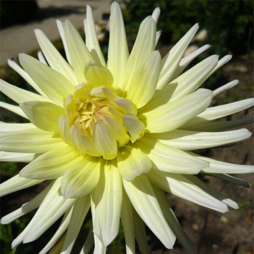 Dalia cactus Shooting Star (Flowering)