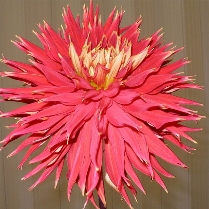 Dalia cactus Showntell (Flowering)