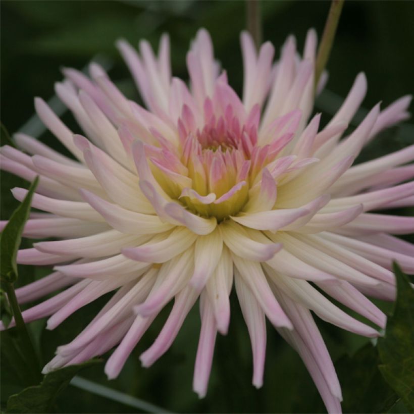 Dalia cactus Star's Lady (Fioritura)