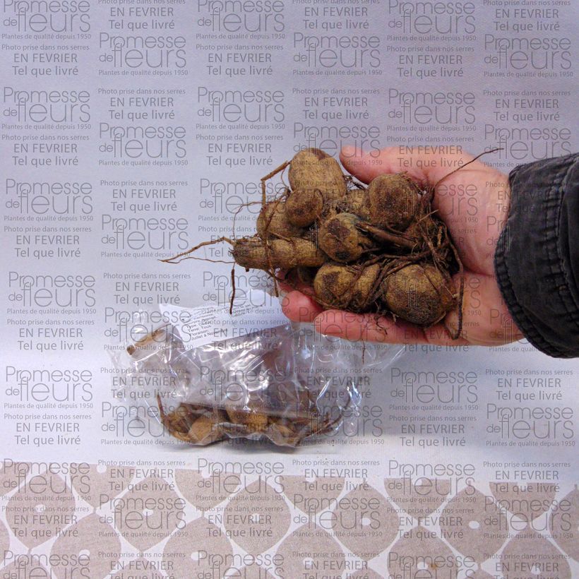 Esempio di esemplare Dalia a fior d'anemone Garden show Bulbo taglia I come consegnato