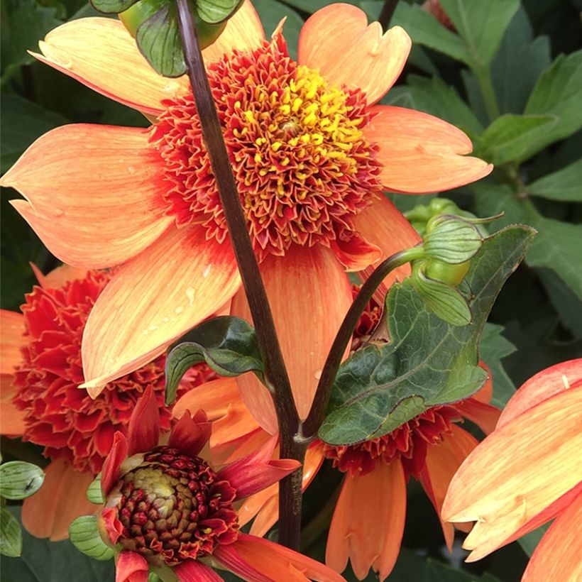 Dalia a fior d'anemone Josie (Flowering)