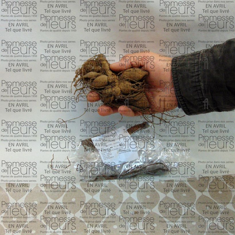 Esempio di esemplare Dalia a fior d'anemone Polka Bulbo taglia I come consegnato