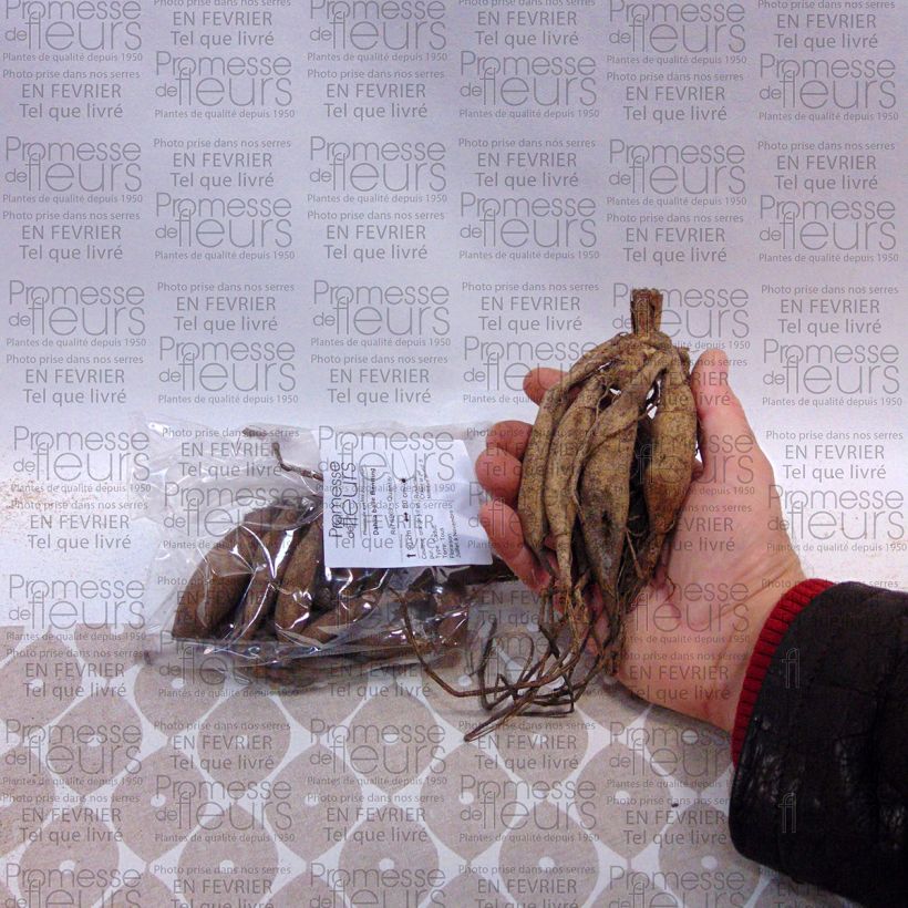 Esempio di esemplare Dalia ball Bantling Bulbo taglia I come consegnato