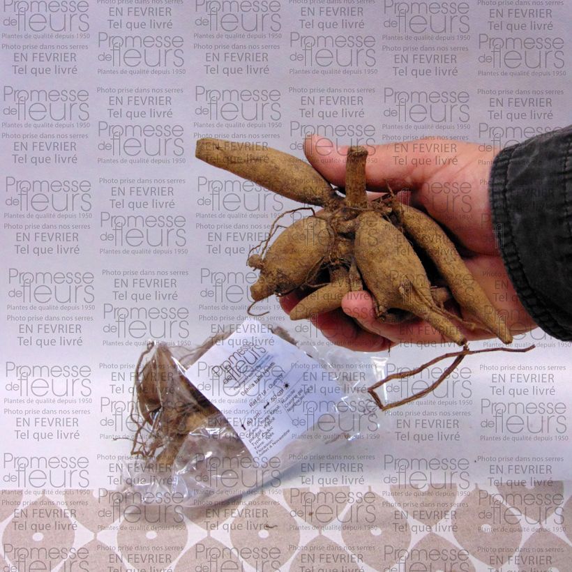 Esempio di esemplare Dalia ball Ivanetti Bulbo taglia I come consegnato