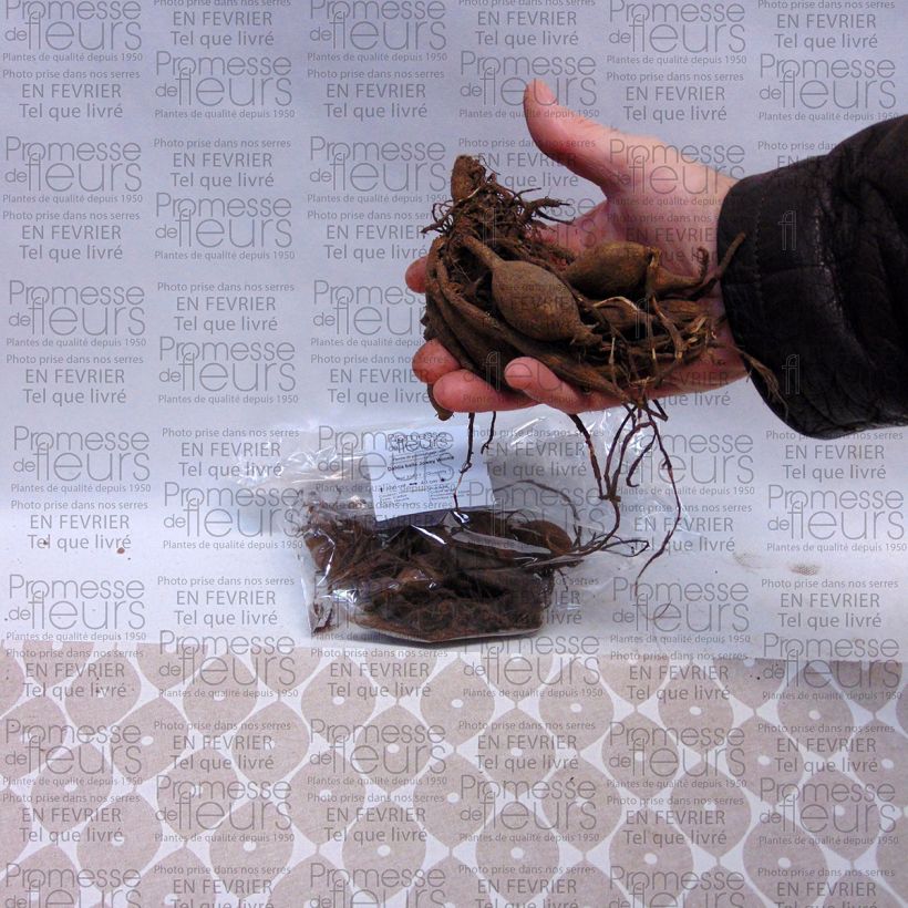 Example of Dalia ball Joey Winnie Bulbo taglia I as you get