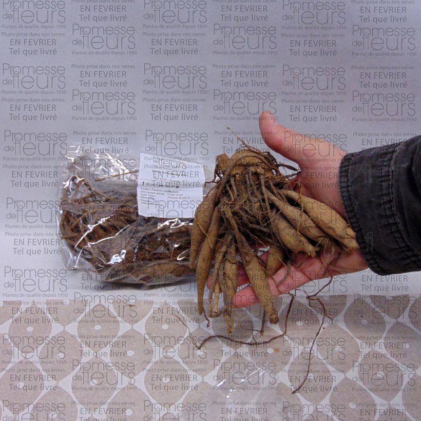 Example of Dalia ball Marble Ball Bulbo taglia I as you get