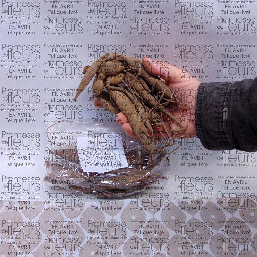 Esempio di esemplare Dalia ball Peter Bulbo taglia I come consegnato