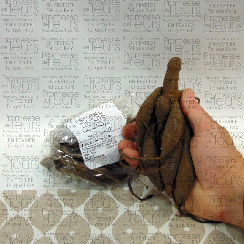 Example of Dalia ball Pink Sylvia Bulbo taglia I as you get