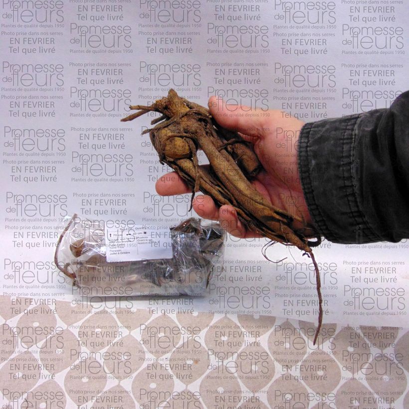 Esempio di esemplare Dalia ball Dahlia Purple Fox Bulbo taglia I come consegnato