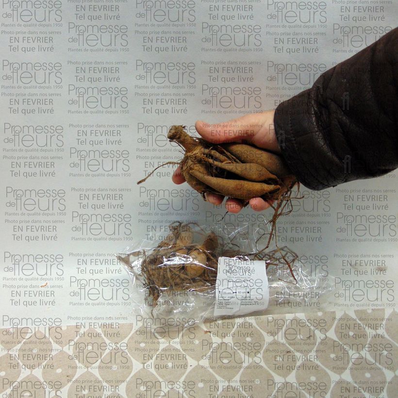 Esempio di esemplare Dalia ball Sylvia Bulbo taglia I come consegnato