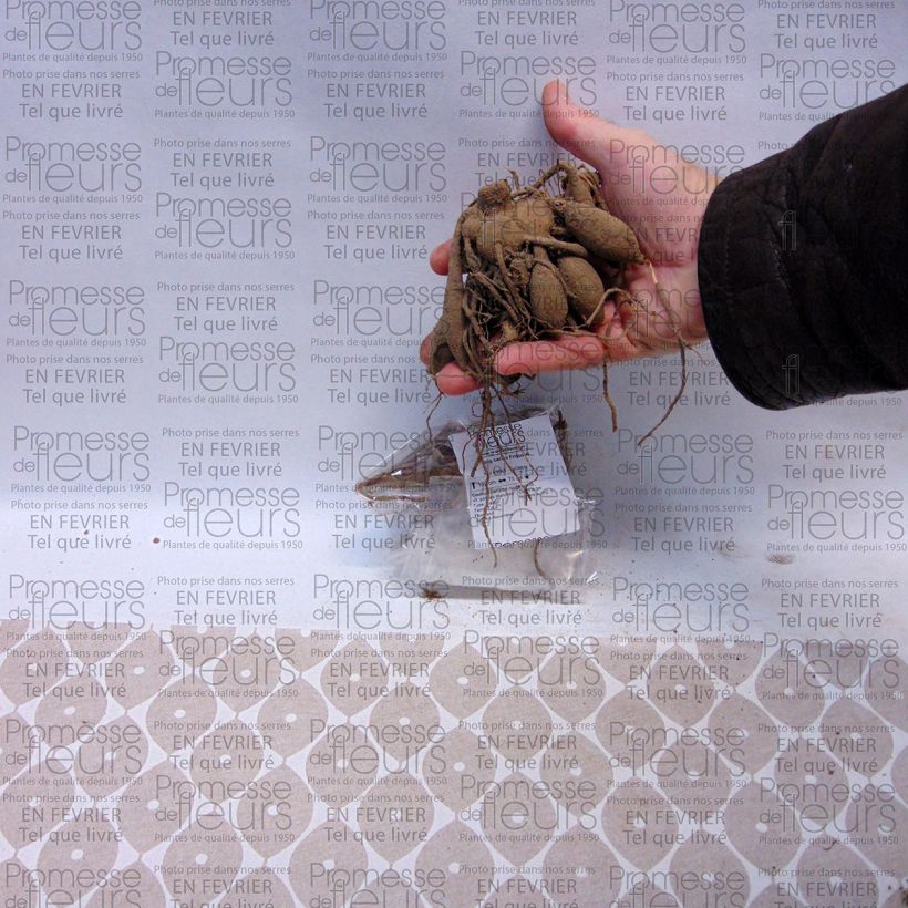 Esempio di esemplare Dalia cactus Friquolet Bulbo taglia I come consegnato