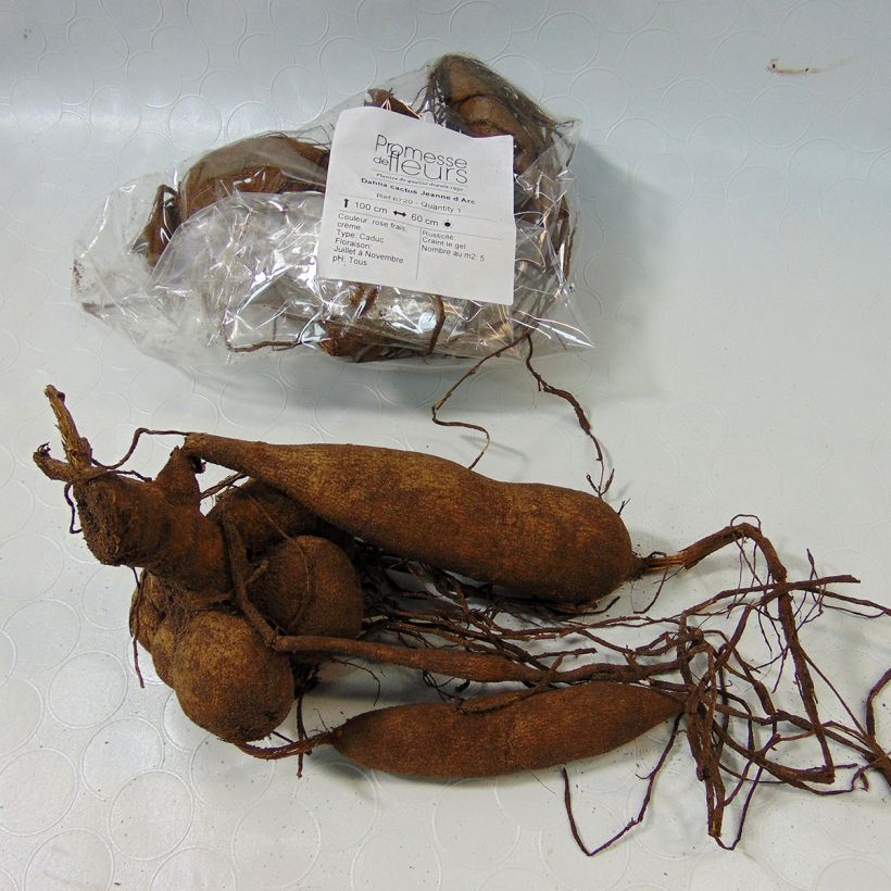 Esempio di esemplare Dalia cactus Jeanne d Arc Bulbo come consegnato