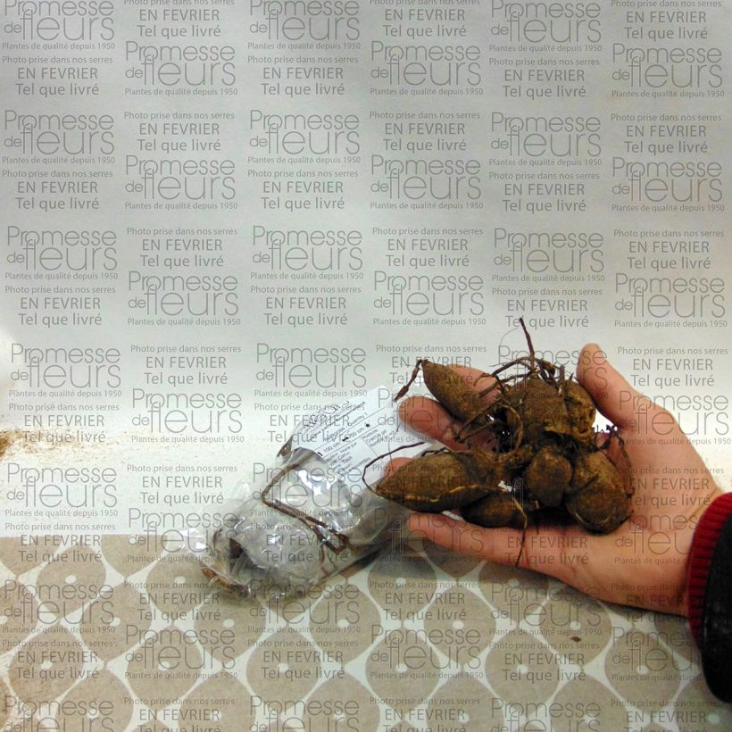 Esempio di esemplare Dalia cactus Kennemerland Bulbo taglia I come consegnato