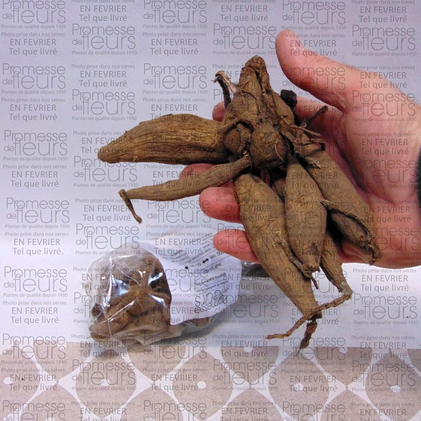 Example of Dalia cactus Orfeo Bulbo taglia I as you get