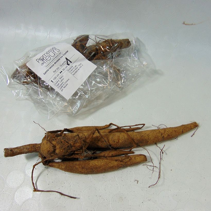 Example of Dalia cactus Ice Crystal Bulbo taglia I as you get