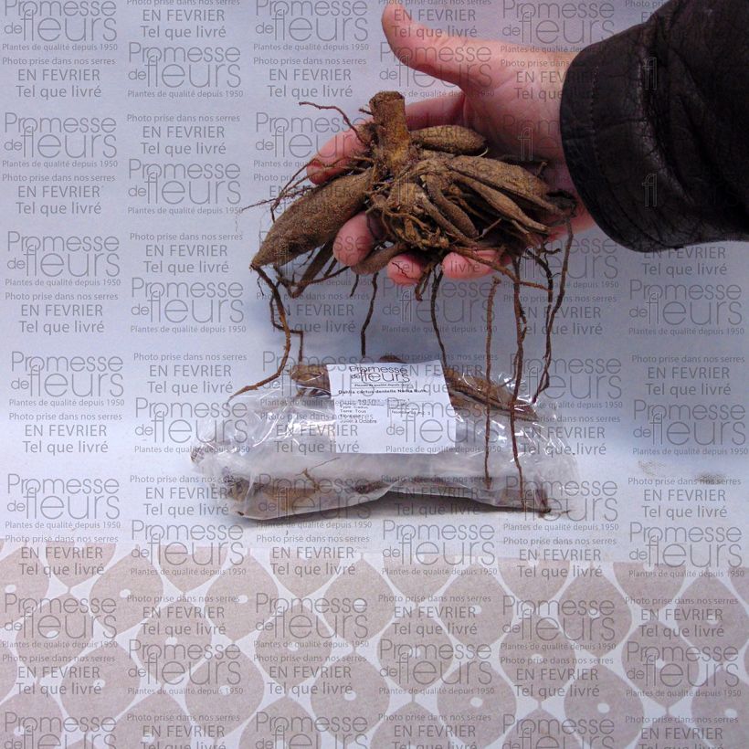 Example of Dalia cactus Nadia Ruth Bulbo taglia I as you get