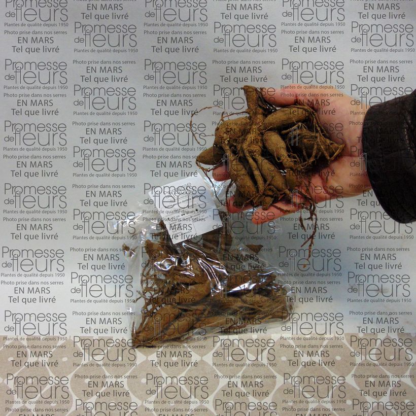 Example of Dalia cactus Nenekasi Bulbo taglia I as you get