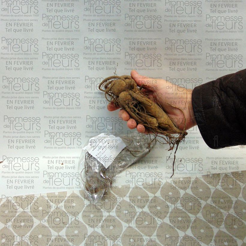 Example of Dalia cactus Park Idylle Bulbo taglia I as you get