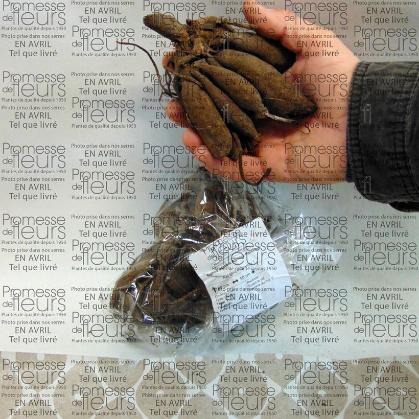 Example of Dalia Abridge Porcelain Bulbo as you get