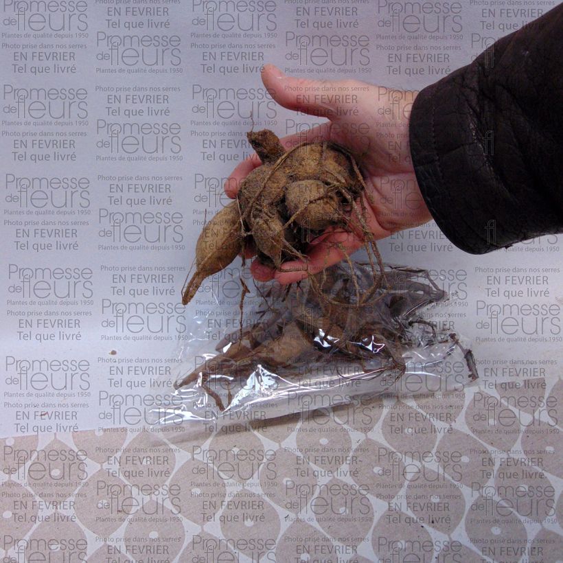 Esempio di esemplare Dalia Apricot Desire Bulbo taglia I come consegnato