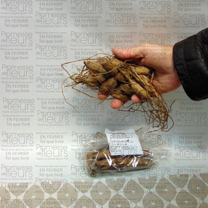 Esempio di esemplare Dalia Dr Ph. Riedell Bulbo taglia I come consegnato