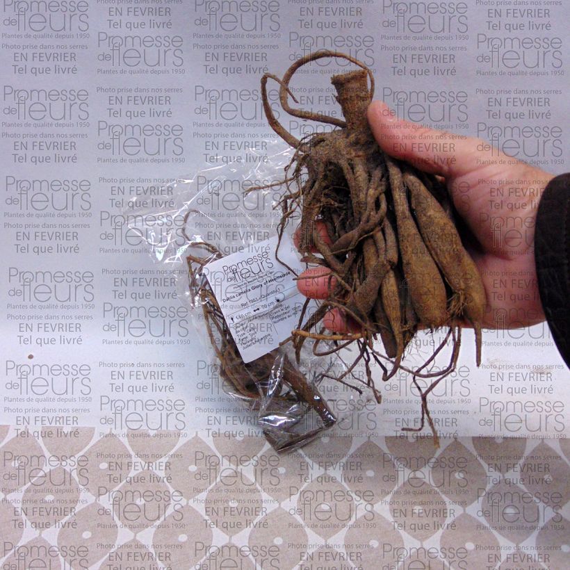 Example of Dalia Glory of Heemstede Bulbo taglia I as you get