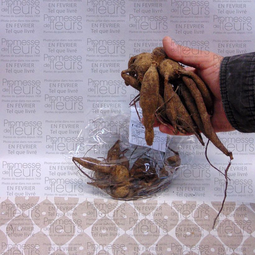 Esempio di esemplare Dalia Yvonne Bulbo taglia I come consegnato