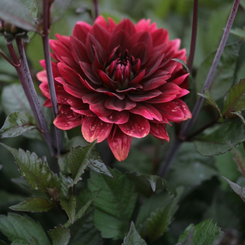Dalia decorativa After Dusk (Fioritura)