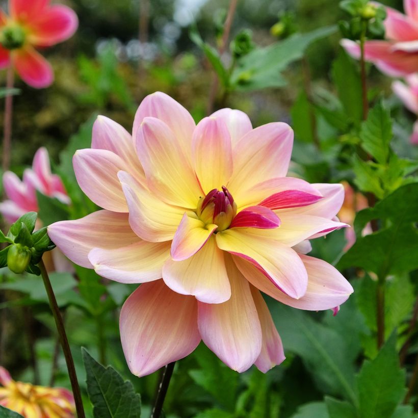 Dalia decorativa Dark Butterfly (Fioritura)