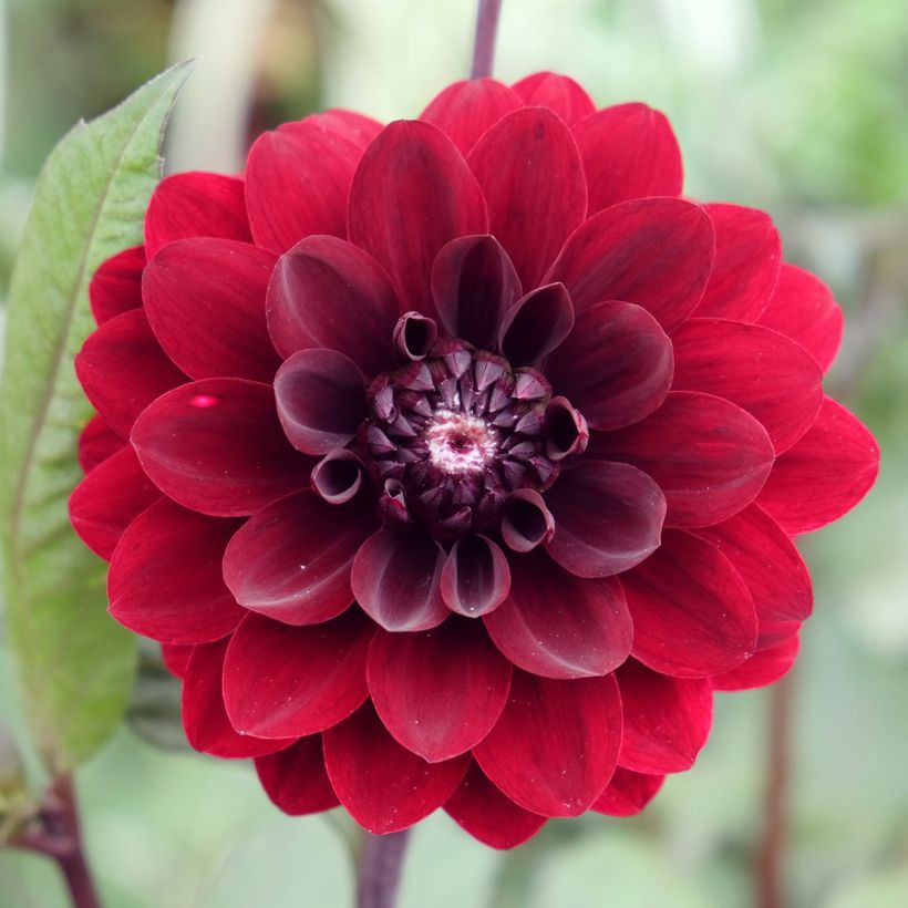 Dalia decorativa Karma Choc (Flowering)