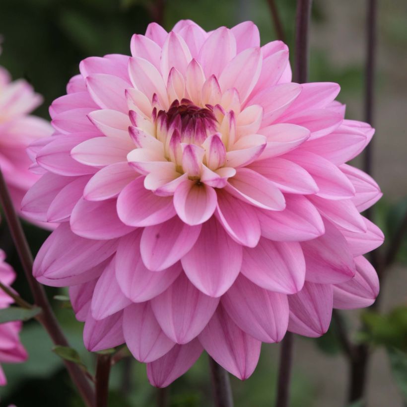 Dalia Luka Johanna (Fioritura)