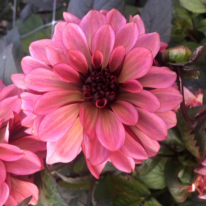 Dalia decorativa Night Silence (Fioritura)