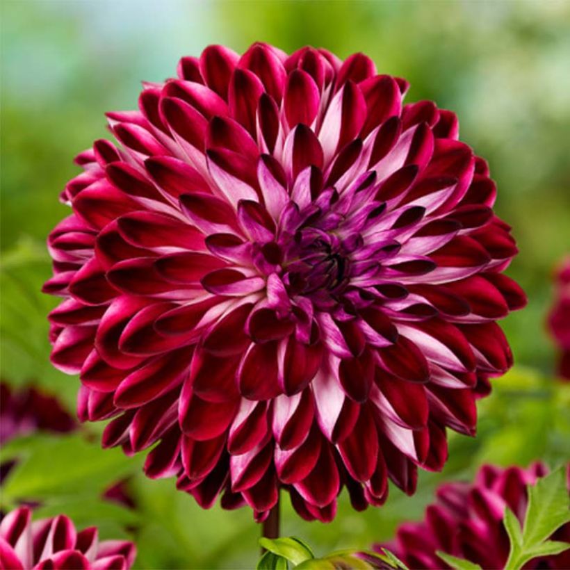 Dalia decorativa Osirium (Fioritura)