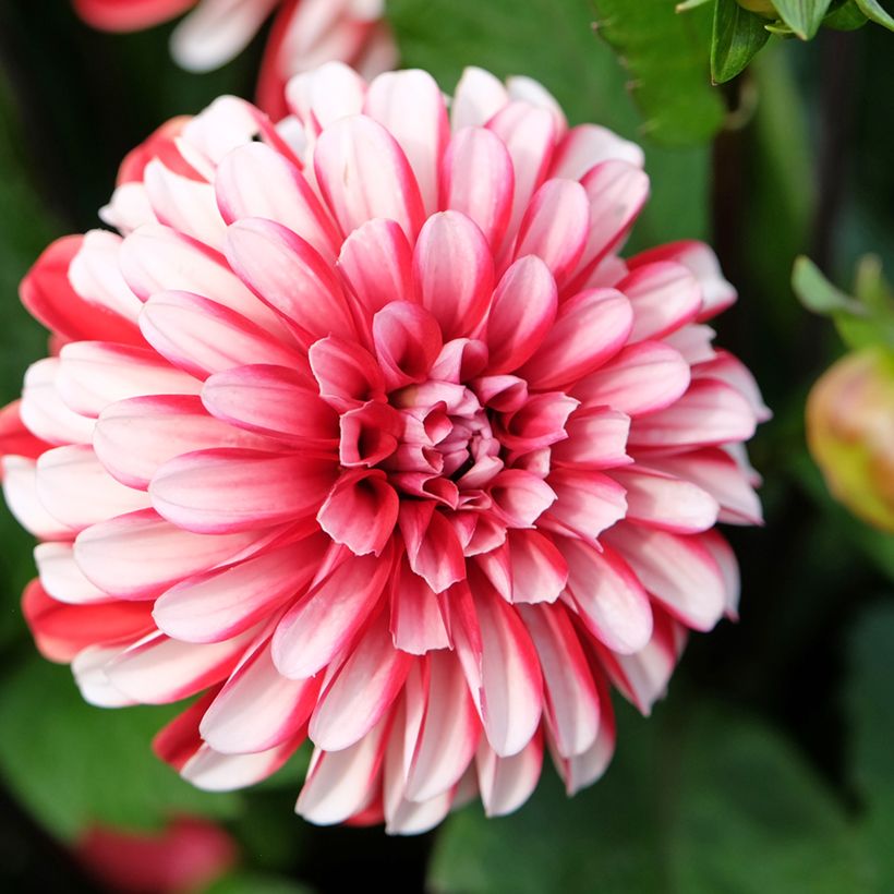 Dalia decorativa Pacific time (Flowering)
