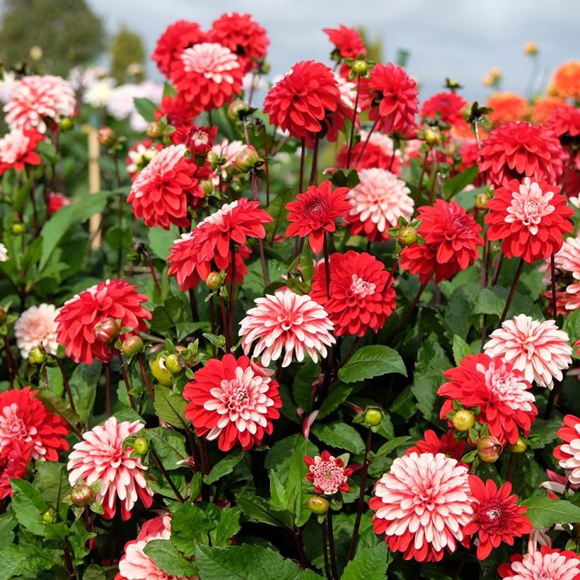 Dalia decorativa Pacific time (Plant habit)