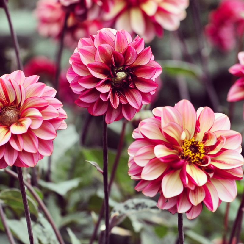 Dalia decorativa Seniors Hope (Porto)