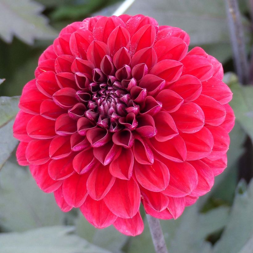 Dalia decorativa Seniors Love (Flowering)