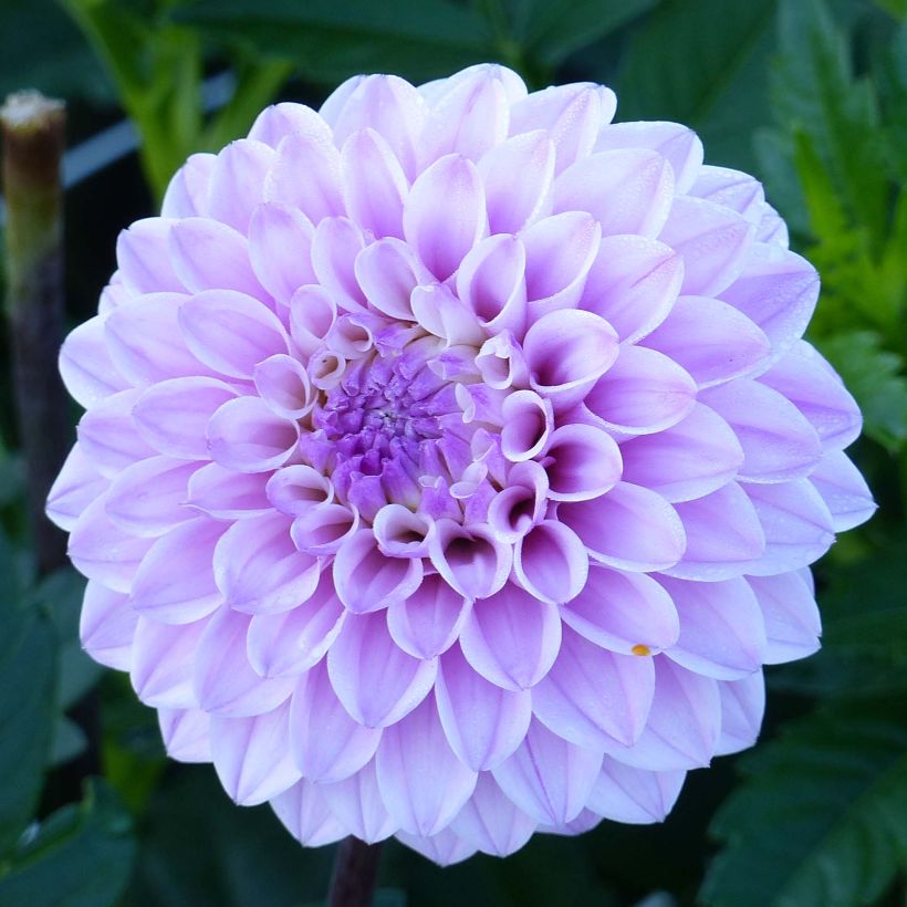 Dalia decorativa Seniors Perfection (Flowering)