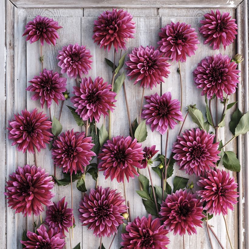 Dalia decorativa Tanita (Flowering)