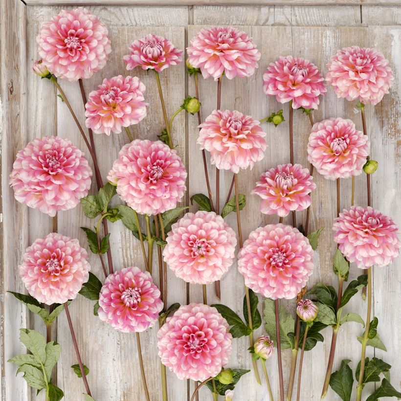 Dalia decorativa Trustfull (Flowering)