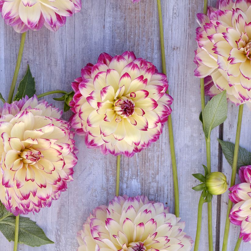 dalia decorativa Aphrodite (Fioritura)