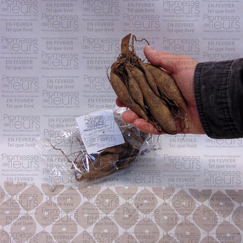 Esempio di esemplare Dalia Kogane Fubuki Bulbo taglia I come consegnato