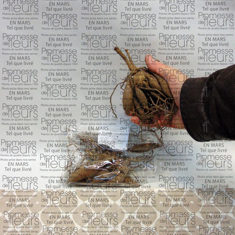 Example of Dalia Myama Fubuki Bulbo taglia I as you get