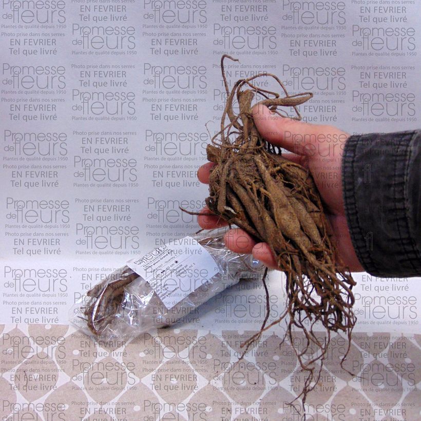 Esempio di esemplare Dalia decorativa Grand Prix Bulbo taglia I come consegnato