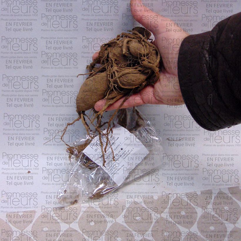 Esempio di esemplare Dalia decorativa Grande Finale Bulbo taglia I come consegnato