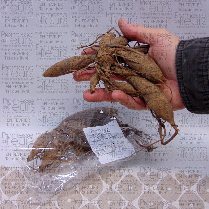 Esempio di esemplare Dalia decorativa Lavender Perfection Bulbo taglia I come consegnato