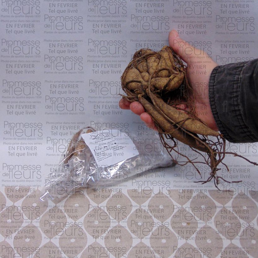 Esempio di esemplare Dalia decorativa Lilac Time Bulbo size I come consegnato