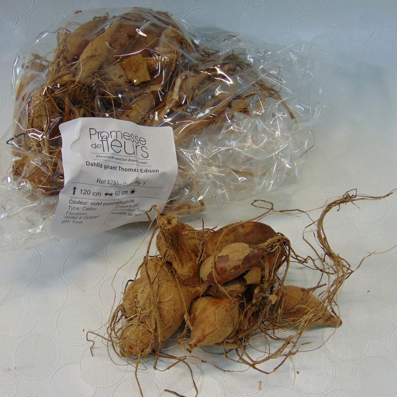 Example of Dalia decorativa Thomas Edison Bulbo taglia I as you get