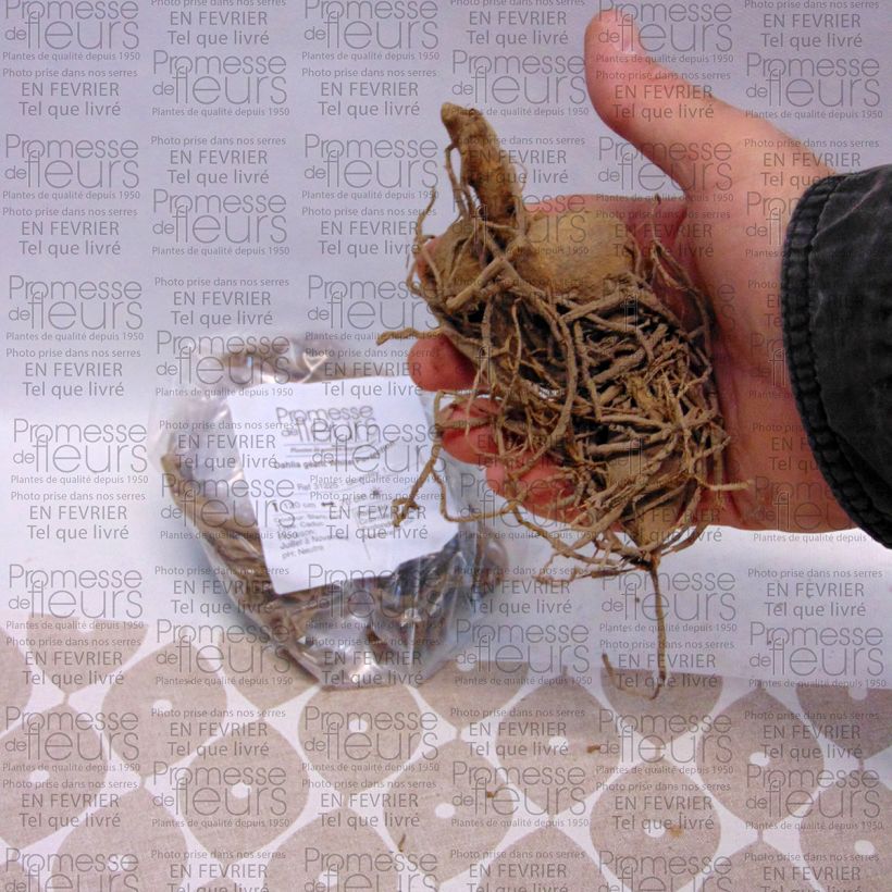 Esempio di esemplare Dalia decorativa White Perfection Bulbo size I come consegnato