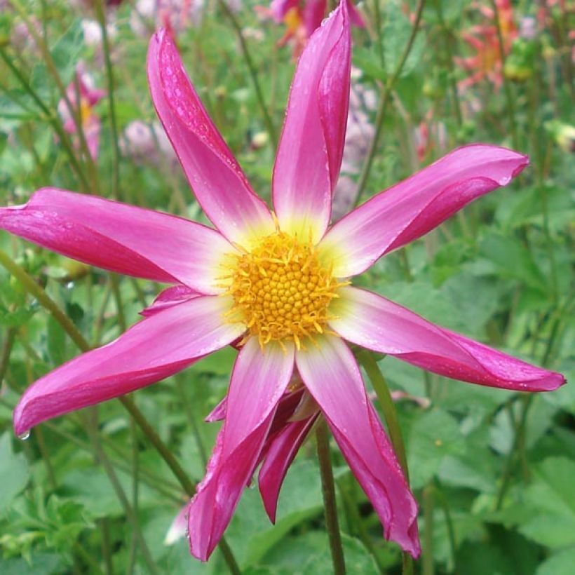 Dalia Honka Pink (Flowering)
